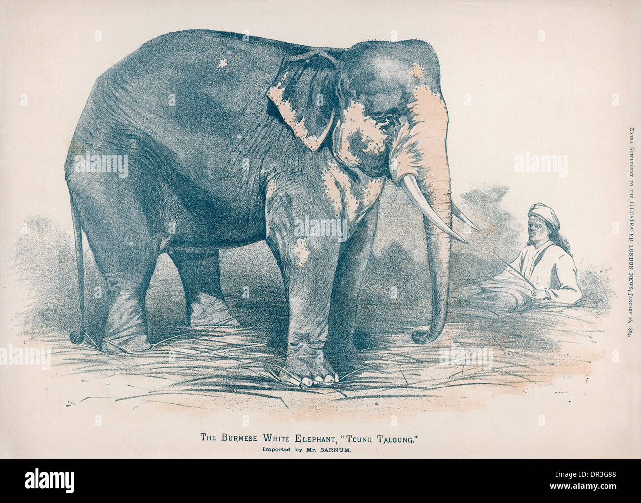 SACRED WHITE ELEPHANT Stock Photo Alamy