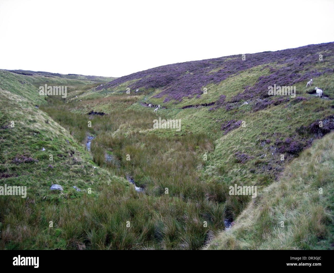 The peat and boggy source of the River Severn in Mid-West Wales. Stock Photo