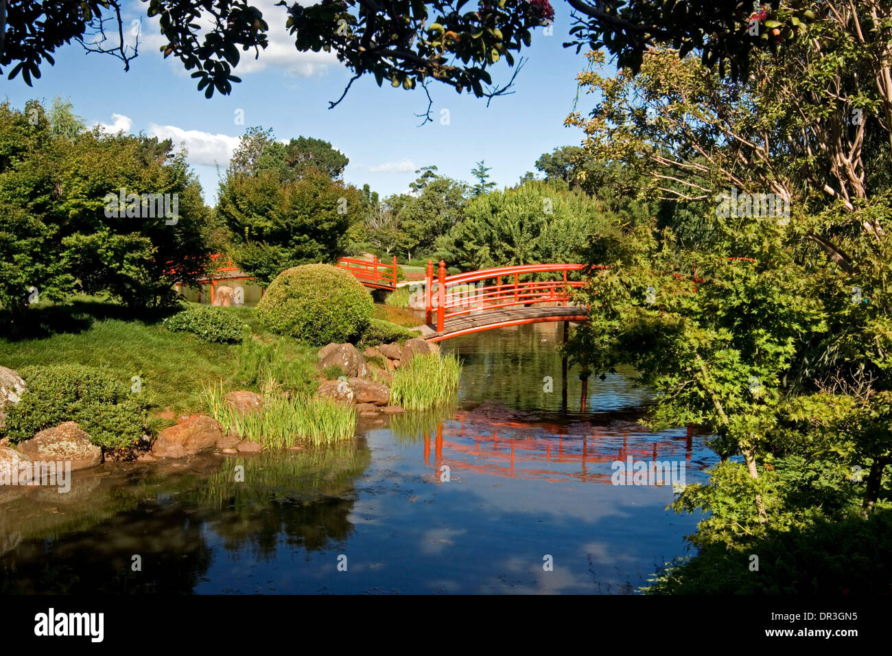 Lush vegetation trees and shrubs with red arched bridge reflected in blue water of lake at Japanese Gardens Toowoomba Queensland Stock Photo