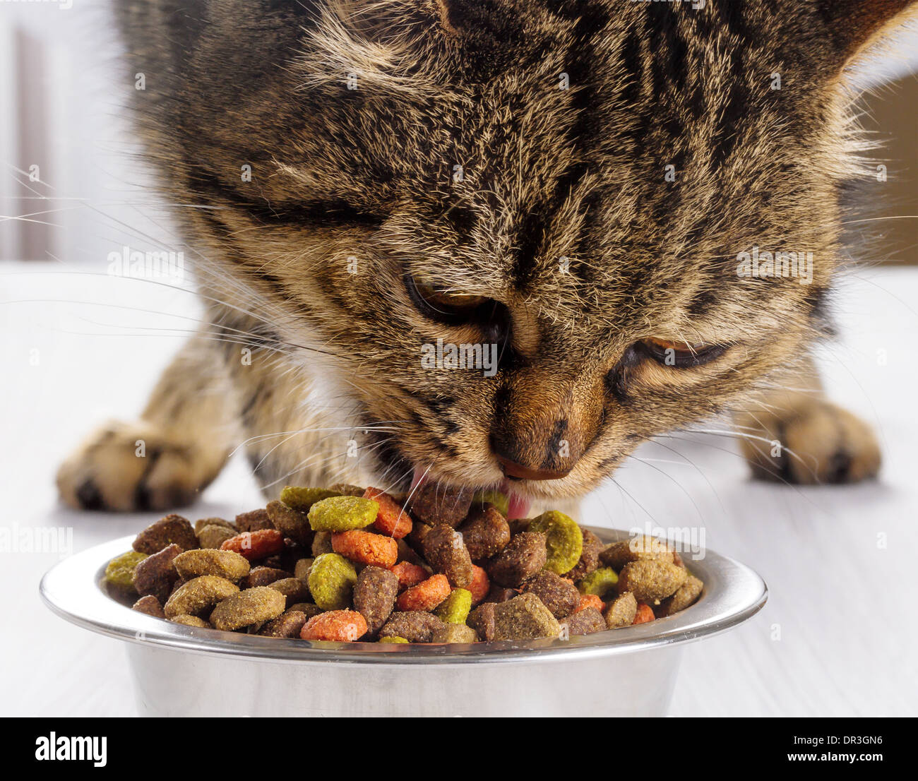 European cat eats dry food Stock Photo Alamy