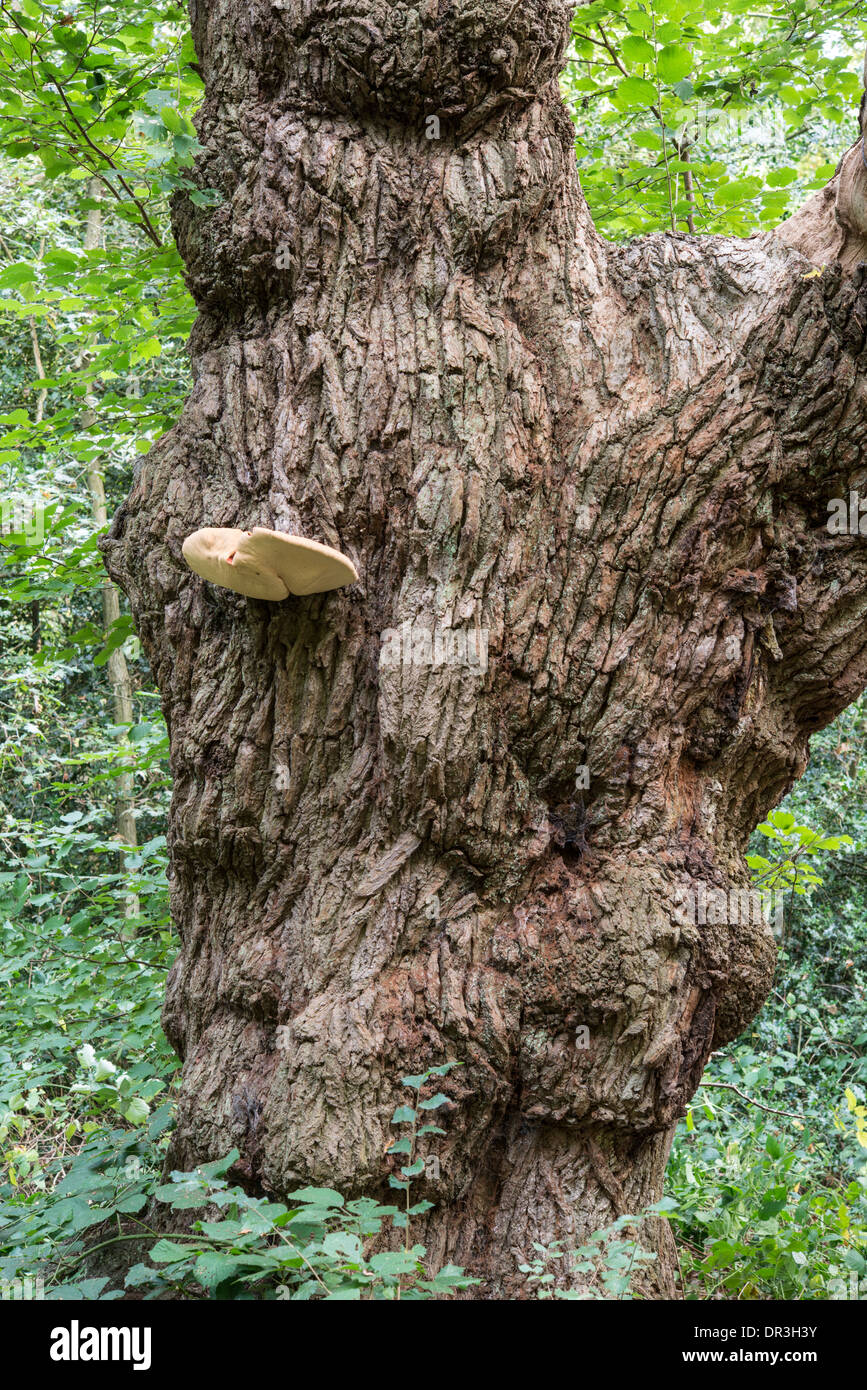 Beefsteak Fungus: Fistulina hepatica. On Common Oak tree. Surrey, England. Stock Photo