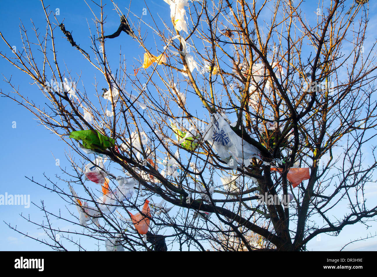 Plastic supermarket bags caught in tree branches; Southport, Merseyside, UK. January, 2014.  UK Weather. Swirling winds and blustery conditions around the Tesco recycling bays at Kew, deposit, adorn and festoon nearby trees with a myriad of varied plastic bags that have escaped caught seemingly forever in the unreachable tree branches, littering the landscape with the detritus of our inconsiderate waste.   In some countries people ironically refer to plastic bags caught in fences and trees as the “national flower', whereas in the UK they are known as “witches' britches”. Stock Photo