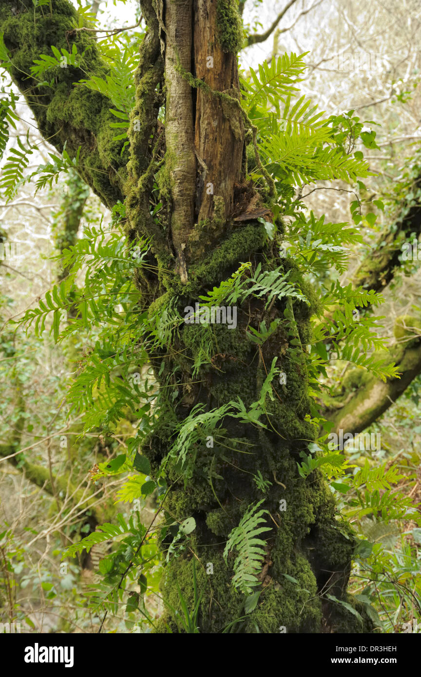 Southern Polypody, Polypodium cambricum on a tree trunk Stock Photo