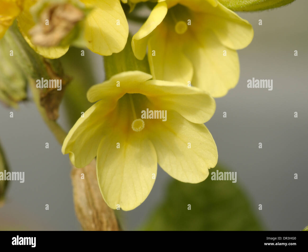 Oxlip, Primula elatior Stock Photo