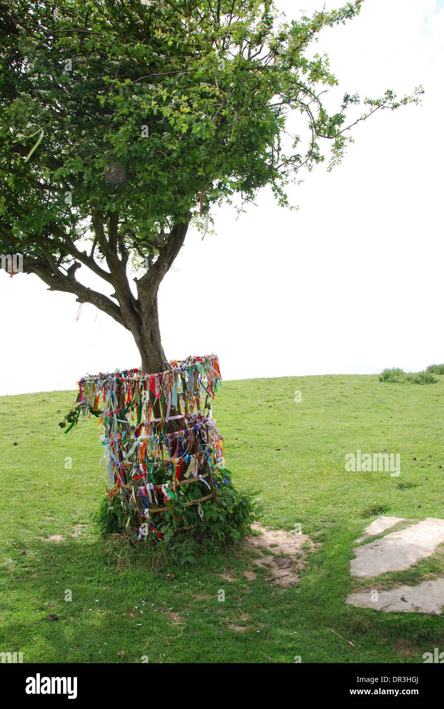 Holy Thorn Tree on Wearyall Hill, Somerset. England United Kingdom