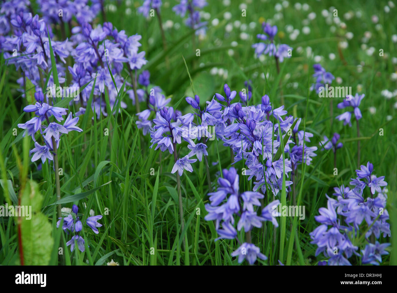 bluebells in Glastonbury Abbey gardens in spring, Glastonbury UK Stock Photo