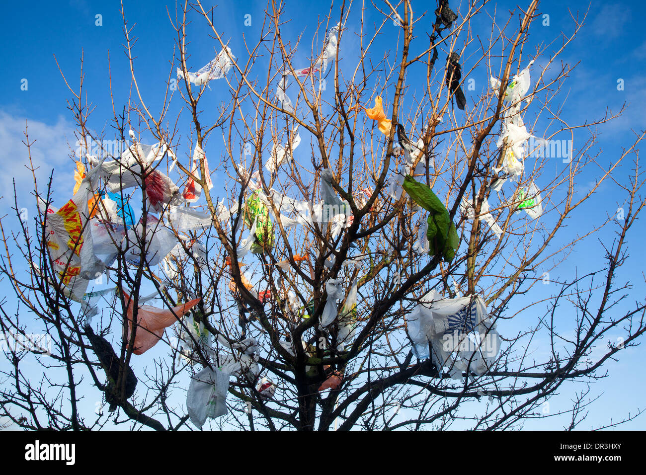 Plastic Bags Caught In Tree Branches Southport Merseyside Uk 19th January 2014 Uk Weather Swirling Winds And Blustery Conditions Around The Tesco Recycling Bays At Kew Deposit Adorn And Festoon Nearby Trees