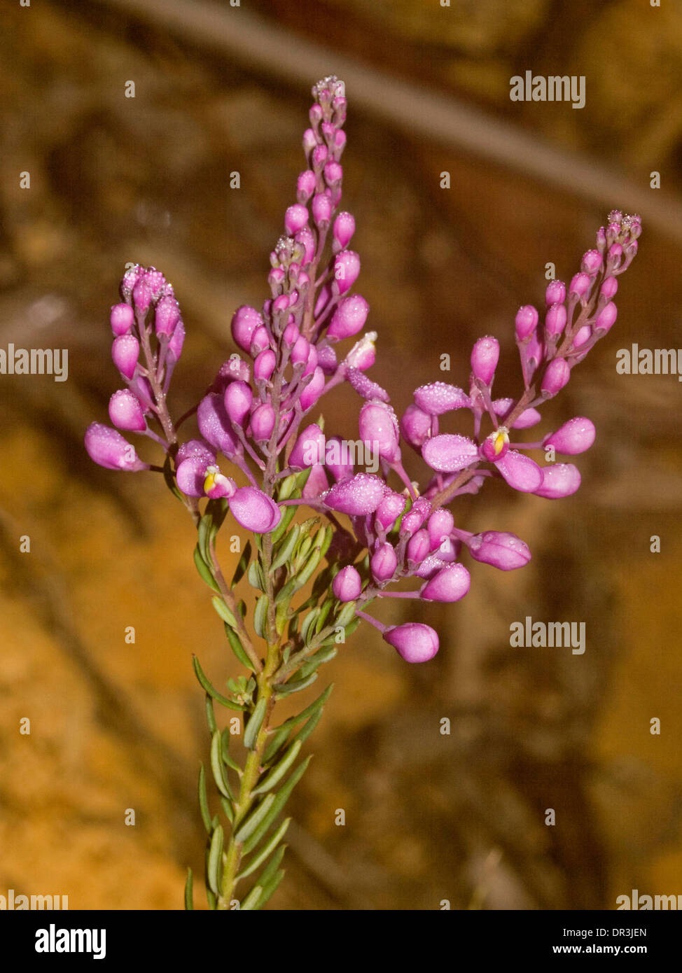 Cluster of purple / pink flowers of Comesperma ericinum - Match Heads - Australian wildflowers Stock Photo