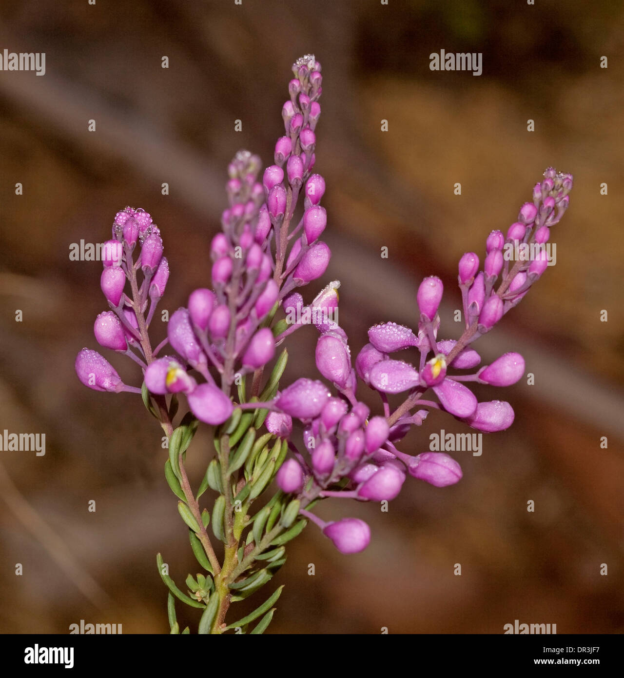 Cluster of pink / mauve flowers of Comesperma ericinum - Match Heads - Australian wildflowers Stock Photo