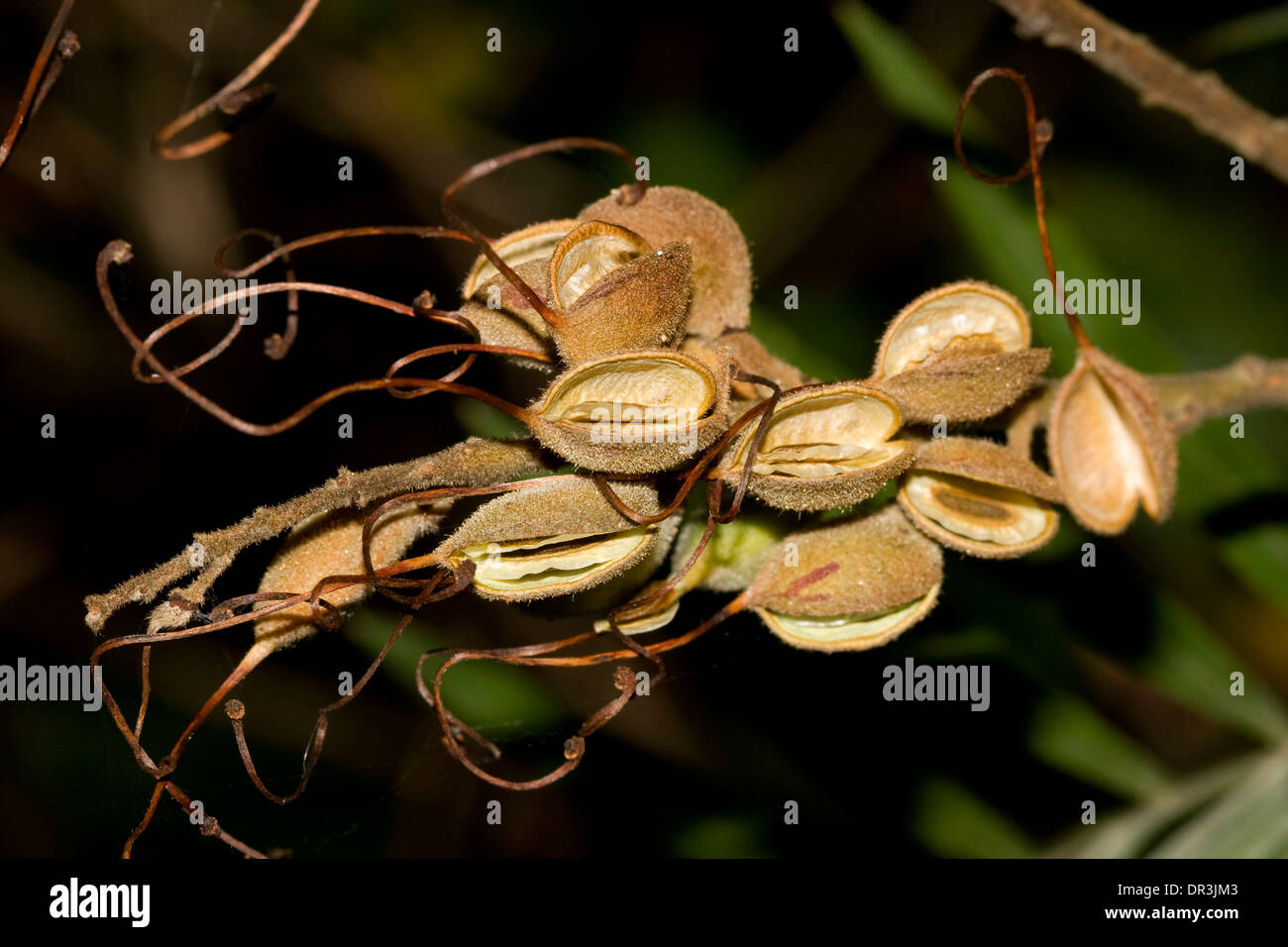 Cluster of Grevillea banksii seed pods - open to show seed inside, against dark background Stock Photo