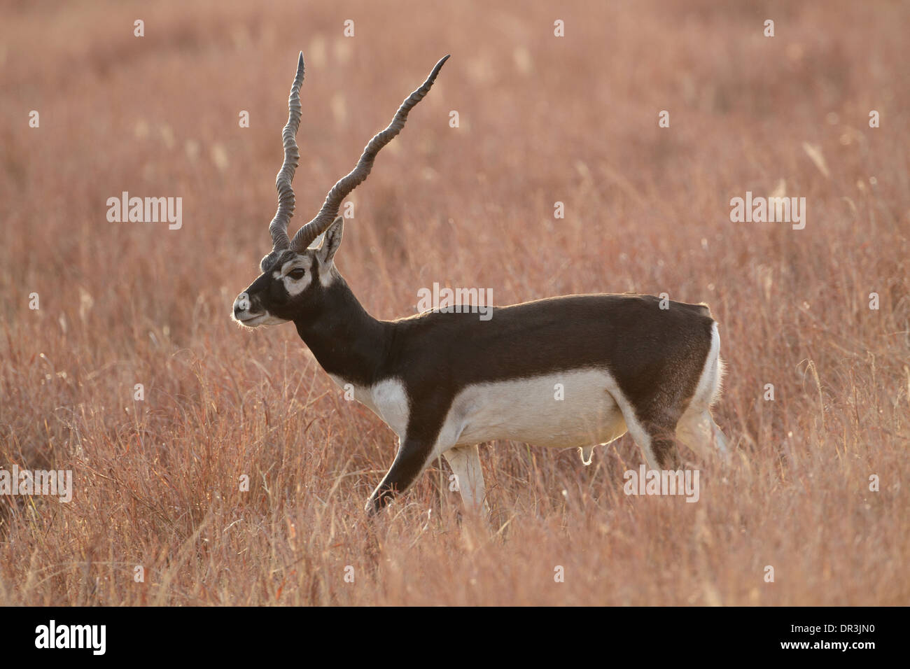 Blackbuck, Antilope cervicapra, adult male Stock Photo