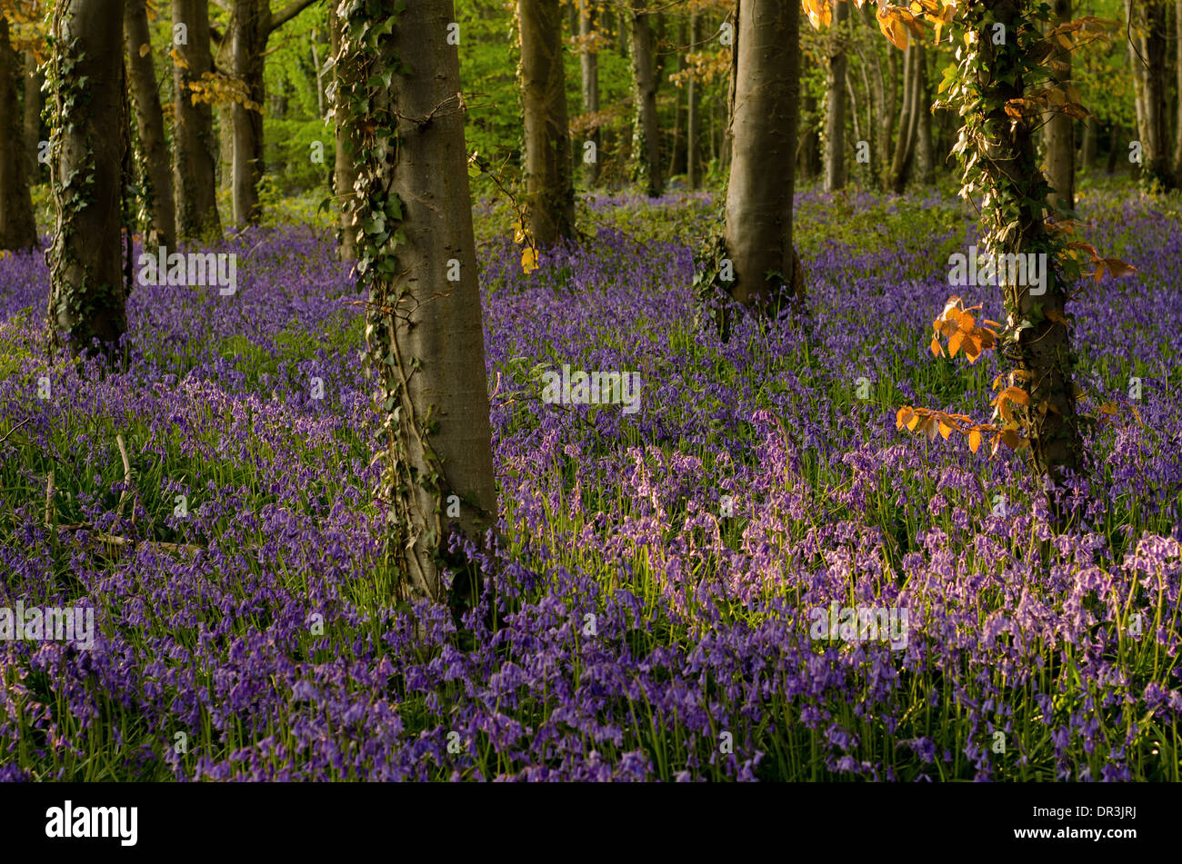 Bluebells in full colour during the spring. These woods/forest get ...