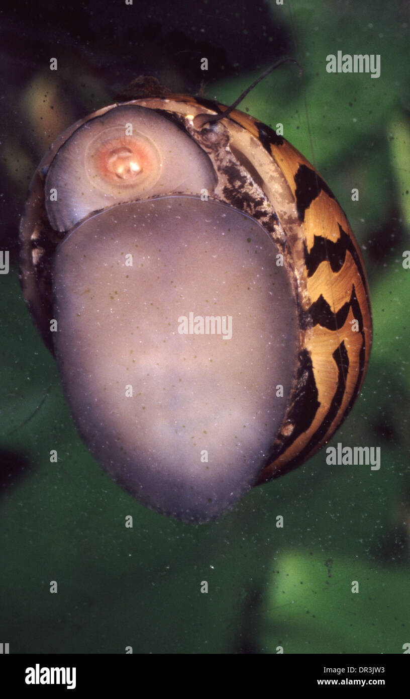 Zebra snail (Neritina natalensis) Stock Photo