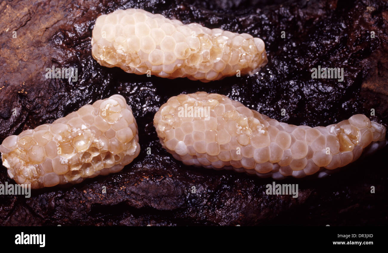 Eggs of apple snail or ampullaria (Pomacea bridgesi) Stock Photo