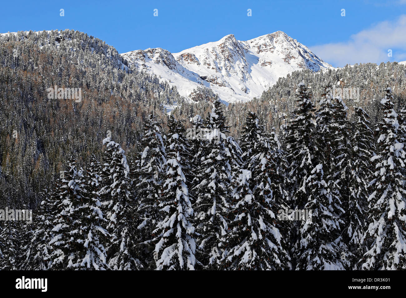 Cima Bocche mountain peak, coniferous forest, spruce forest. Winter season. The Dolomites of Trentino. Italy. Stock Photo