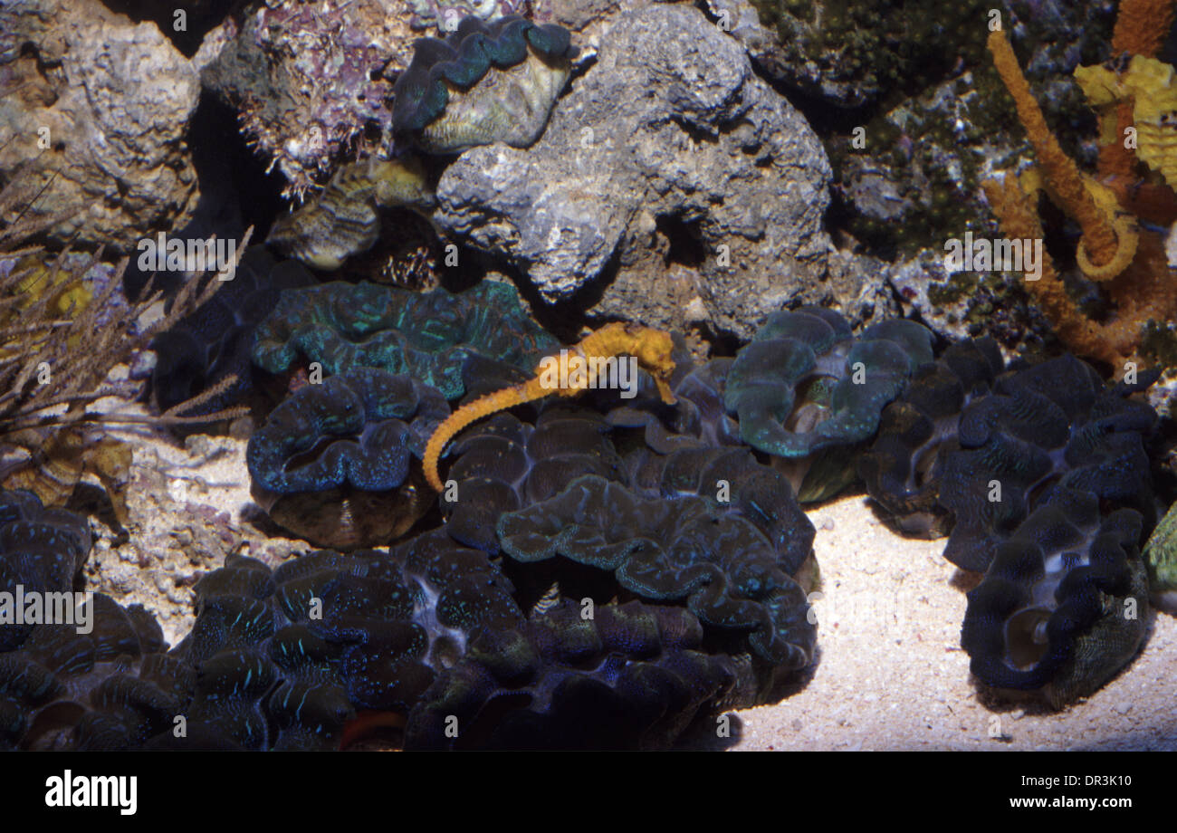 Giant clams (Tridacna sp.) and Sea horse (Hippocampus kuda) in aquarium Stock Photo