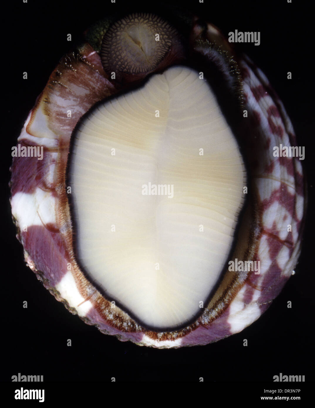 Giant top snail, Tectus niloticus Stock Photo