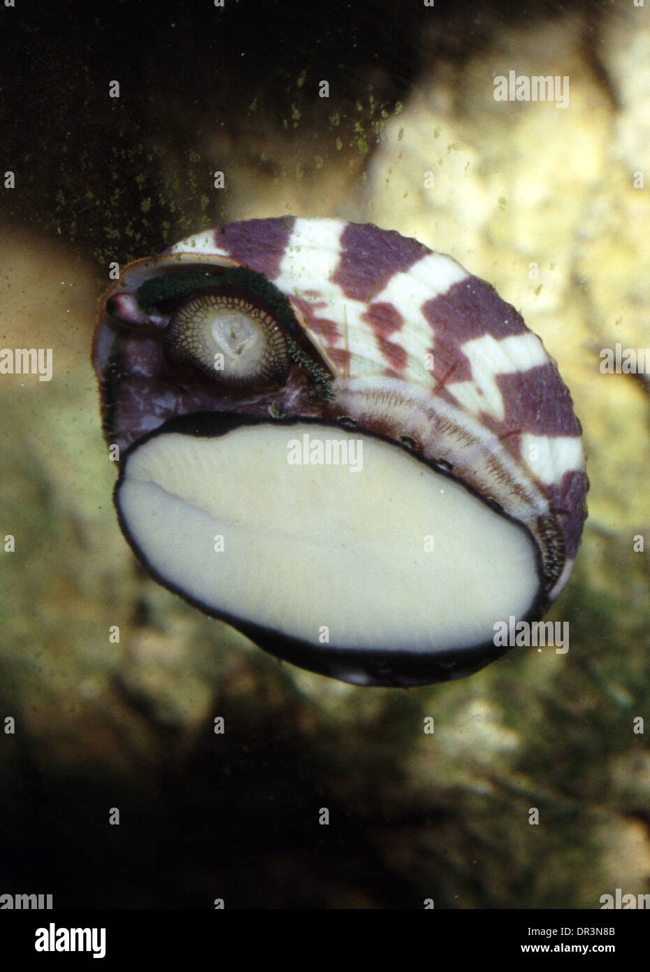 Giant top shell snail (Trochus niloticus) Stock Photo