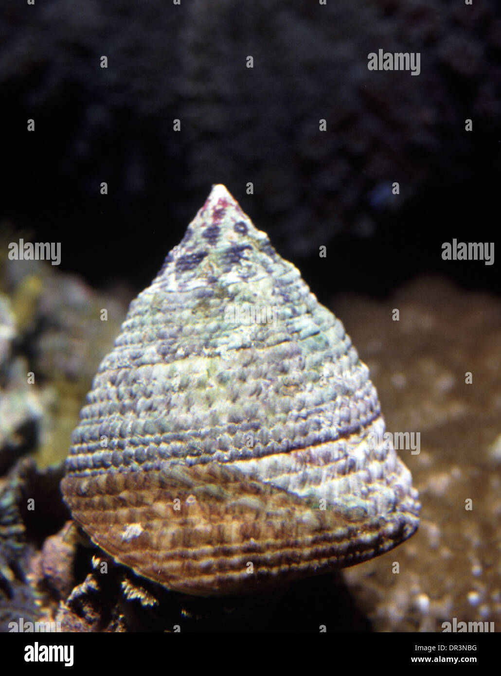 Turbo snail (Trochus maculatus) Stock Photo