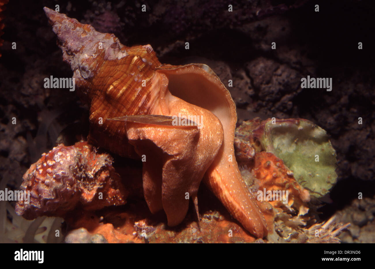 Trapezium horse conch (Pleuroploca trapezium) Stock Photo