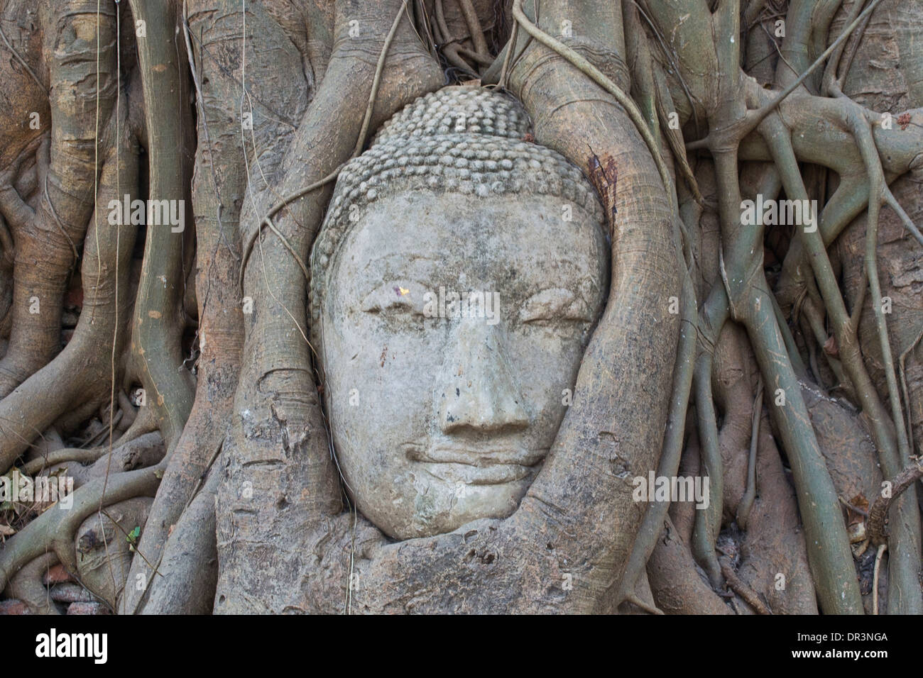 Buddha head in tree, Ayuthaya, Thailand Stock Photo