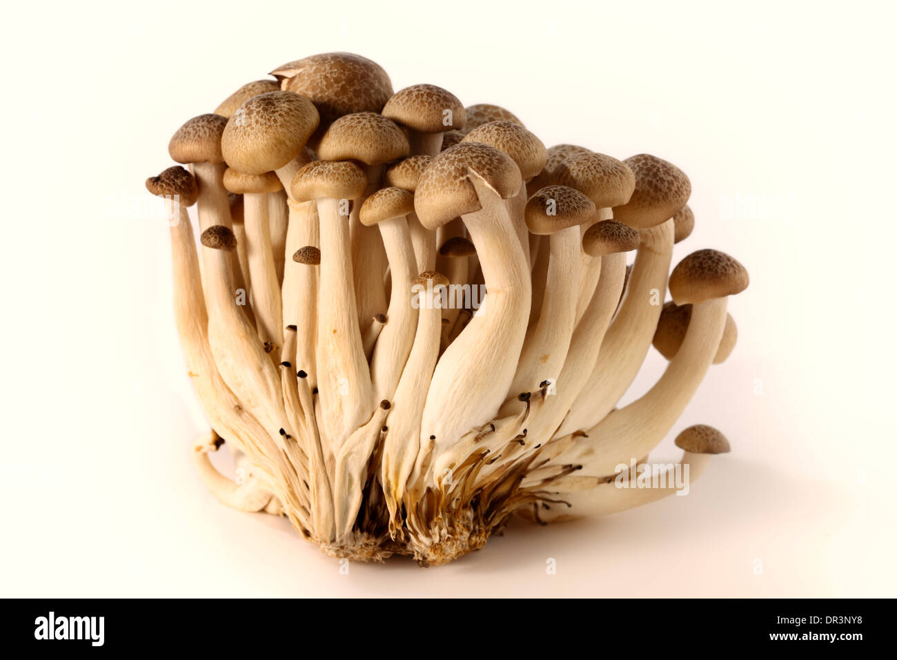 Asian brown beech mushrooms isolated on white Stock Photo - Alamy