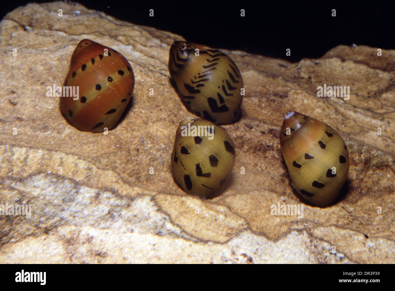 Tiger nerita snail, Neritina natalensis Stock Photo