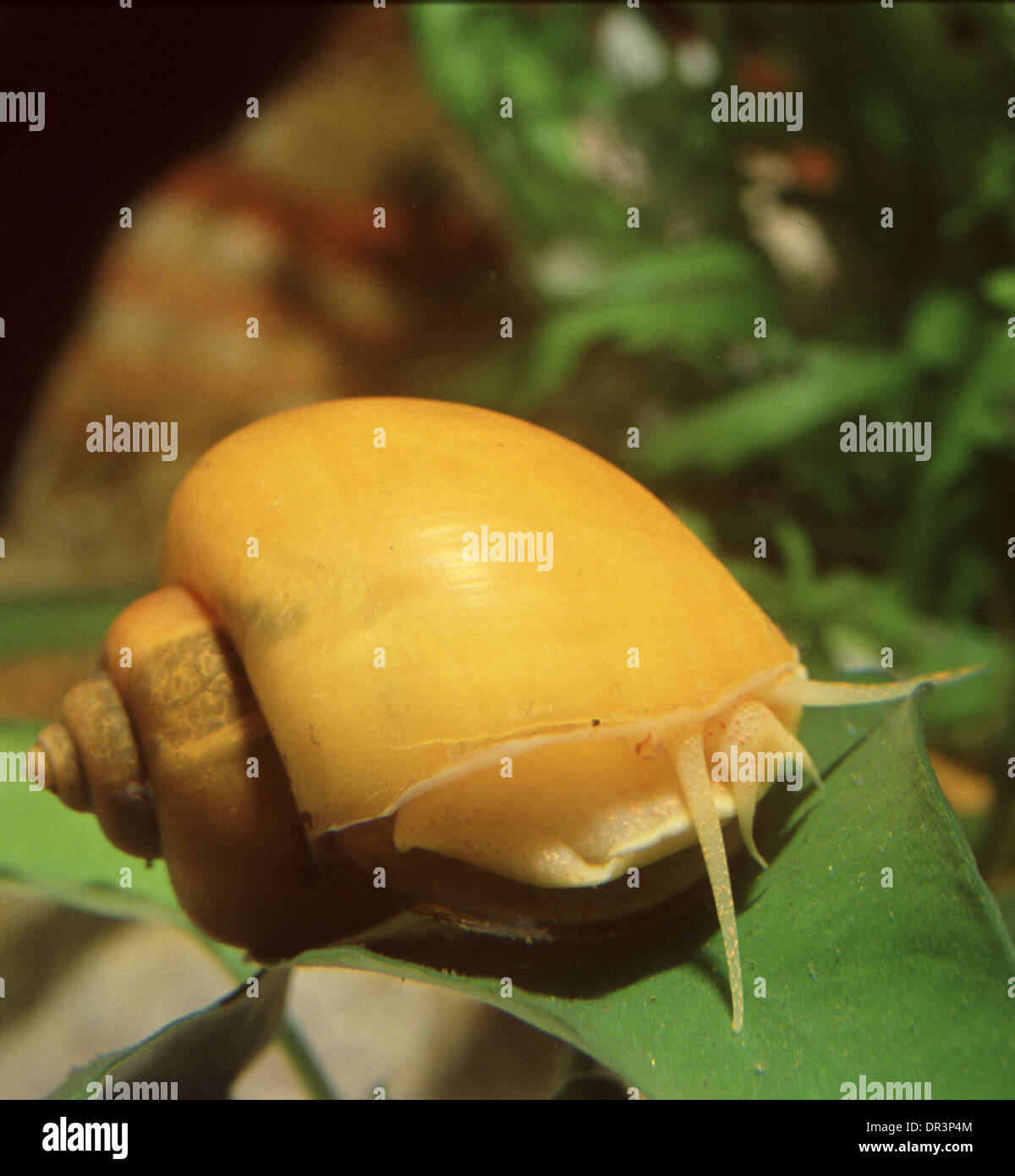 Apple snail (Pomacea bridgesii) yellow morph Stock Photo