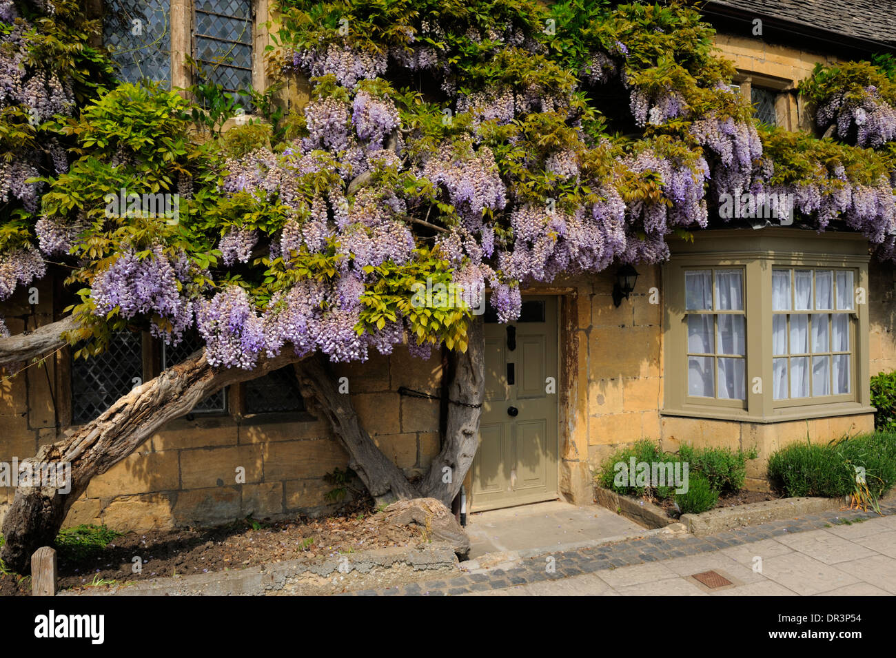 Purple flowering Wisteria on a Cotswold stone house, High Street