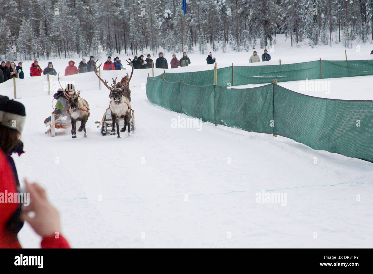 Reindeer race Competition Jokkmokk fair Laponia Sweden Winter Stock Photo