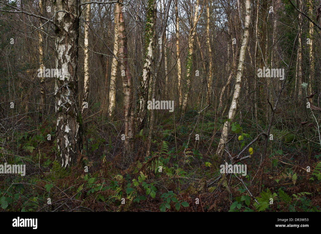 Birch is a pioneer tree quickly establishing woodland, sometimes in quite hostile environments. Stock Photo