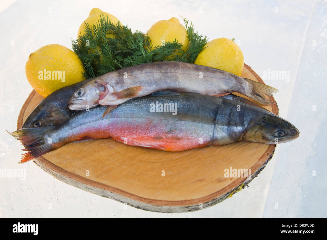 Seafood Fish dish Arctic char Jokkmokk fair Laponia Sweden Winter Stock Photo