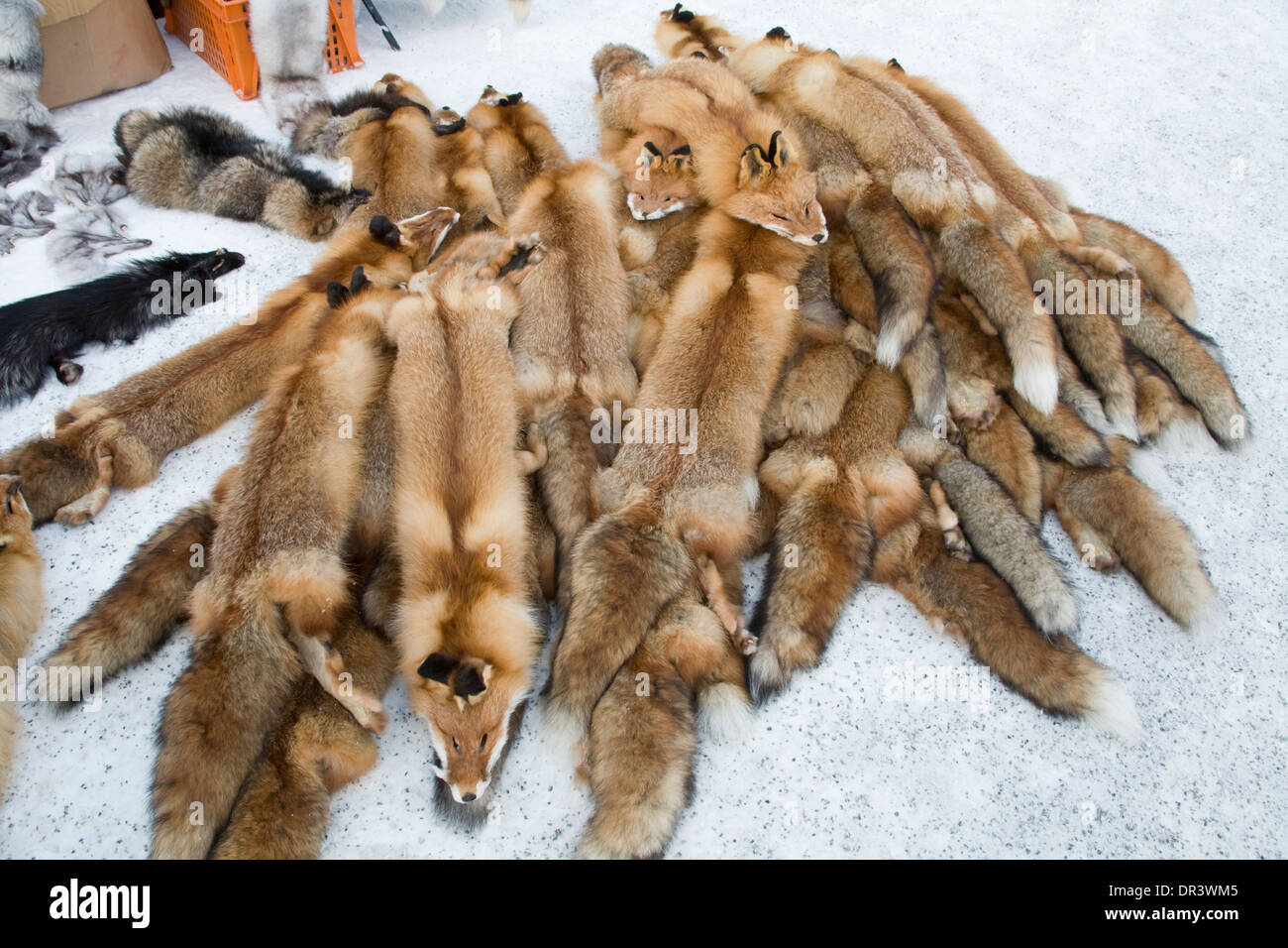 Red fox Vulpes vulpes Skin Jokkmokk fair Laponia Sweden Winter Stock Photo