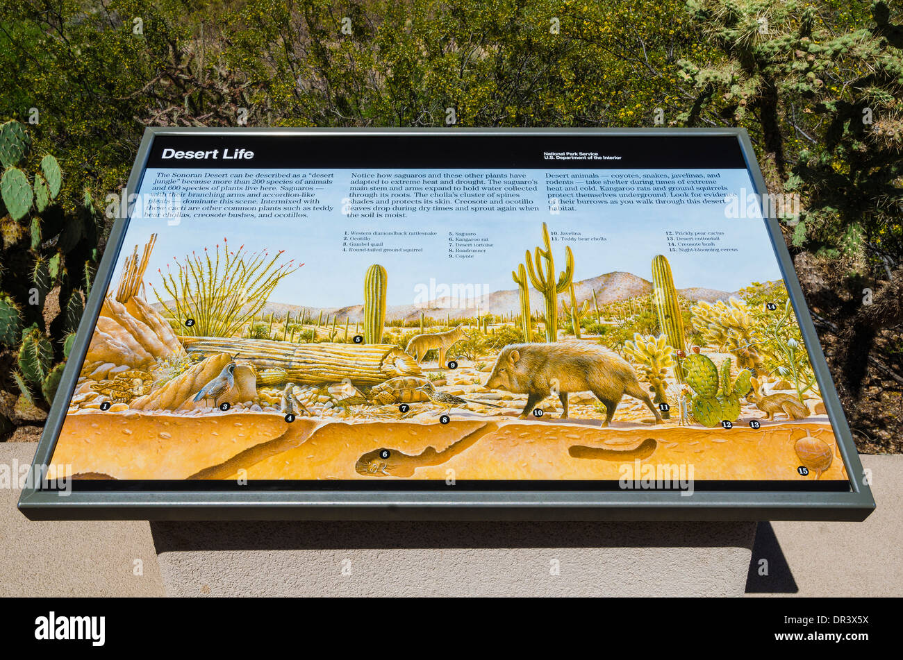Interpretive display at the Red Hills Visitor Center, Saguaro National ...