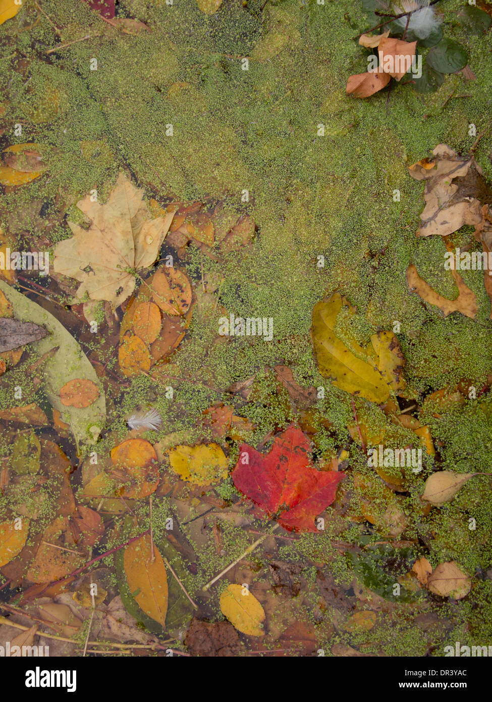 Closeup at the lake with algae and fallen leaves in the autumn in Prospect Park, Brooklyn, NY. Stock Photo