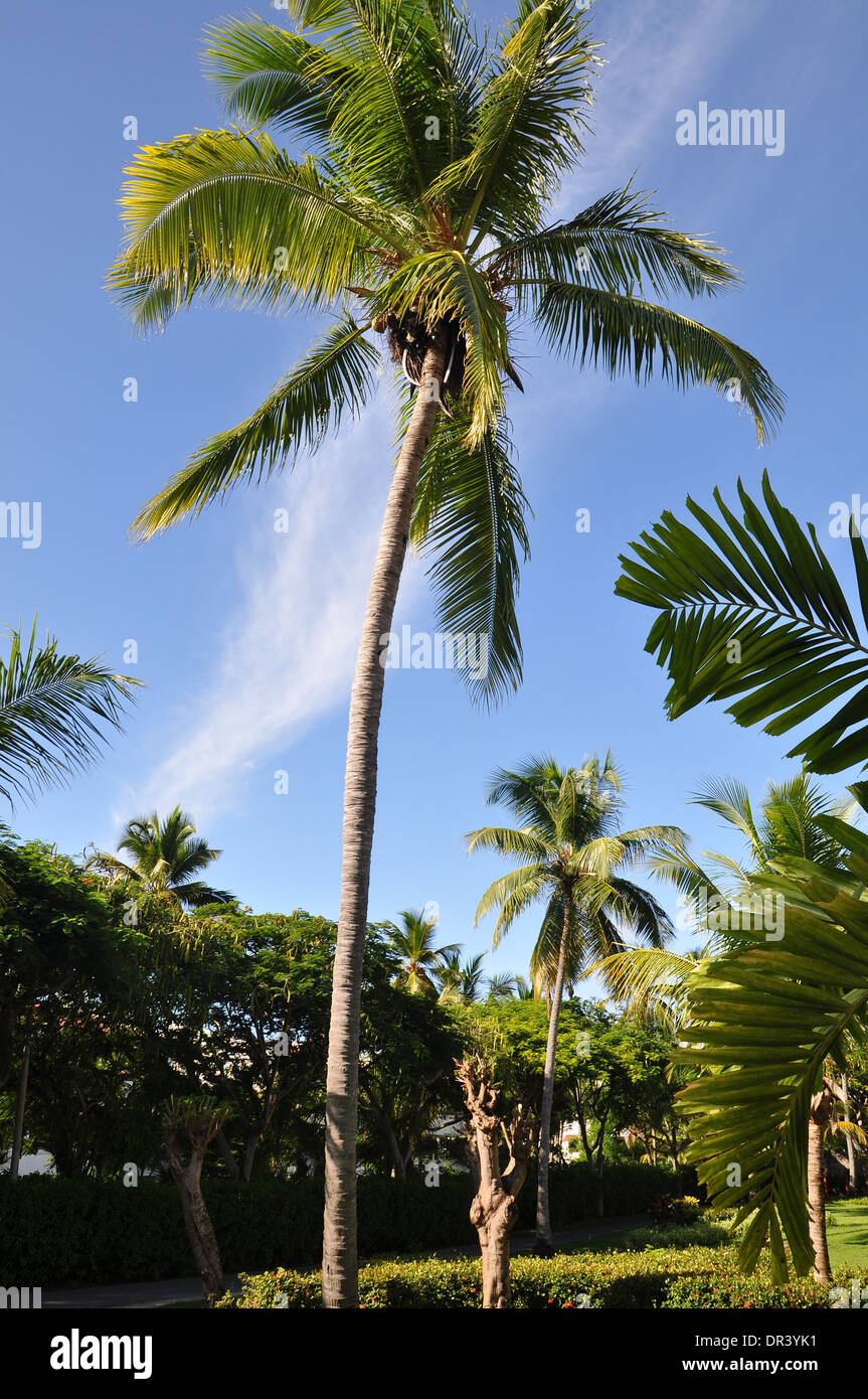 Coconut palm in a garden Stock Photo