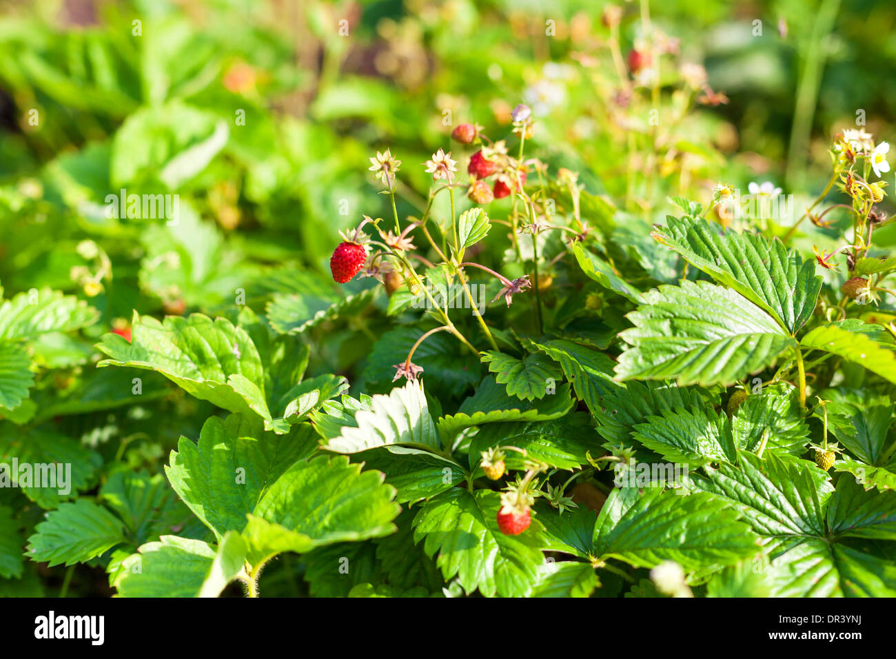 Wild plant garden hi-res stock photography and images - Alamy