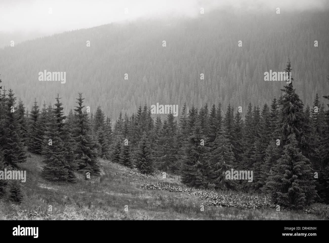 Landscape with fog in mountains and rows of trees Stock Photo - Alamy