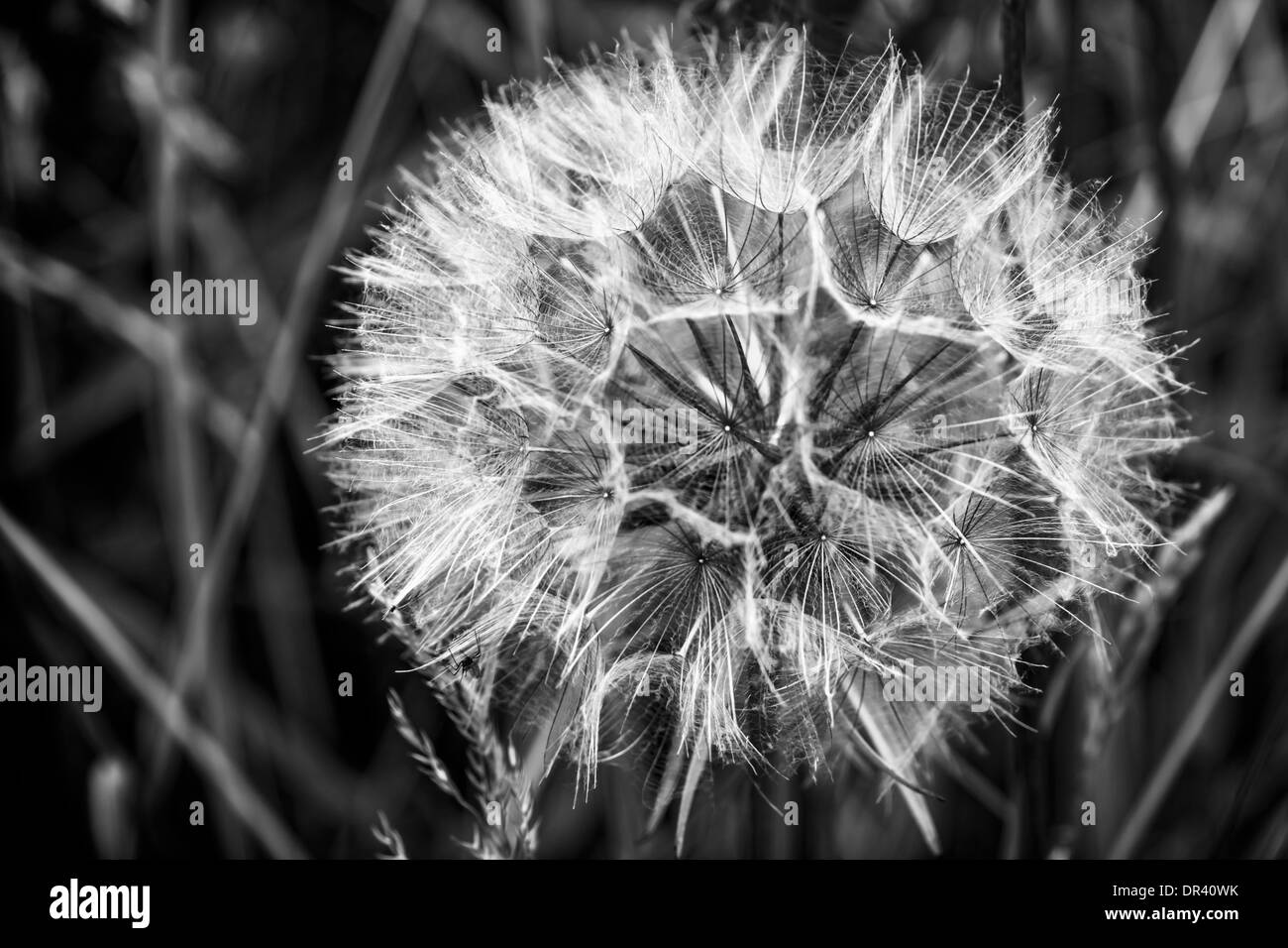 Black and White conversion of a Dandelion seed head Stock Photo