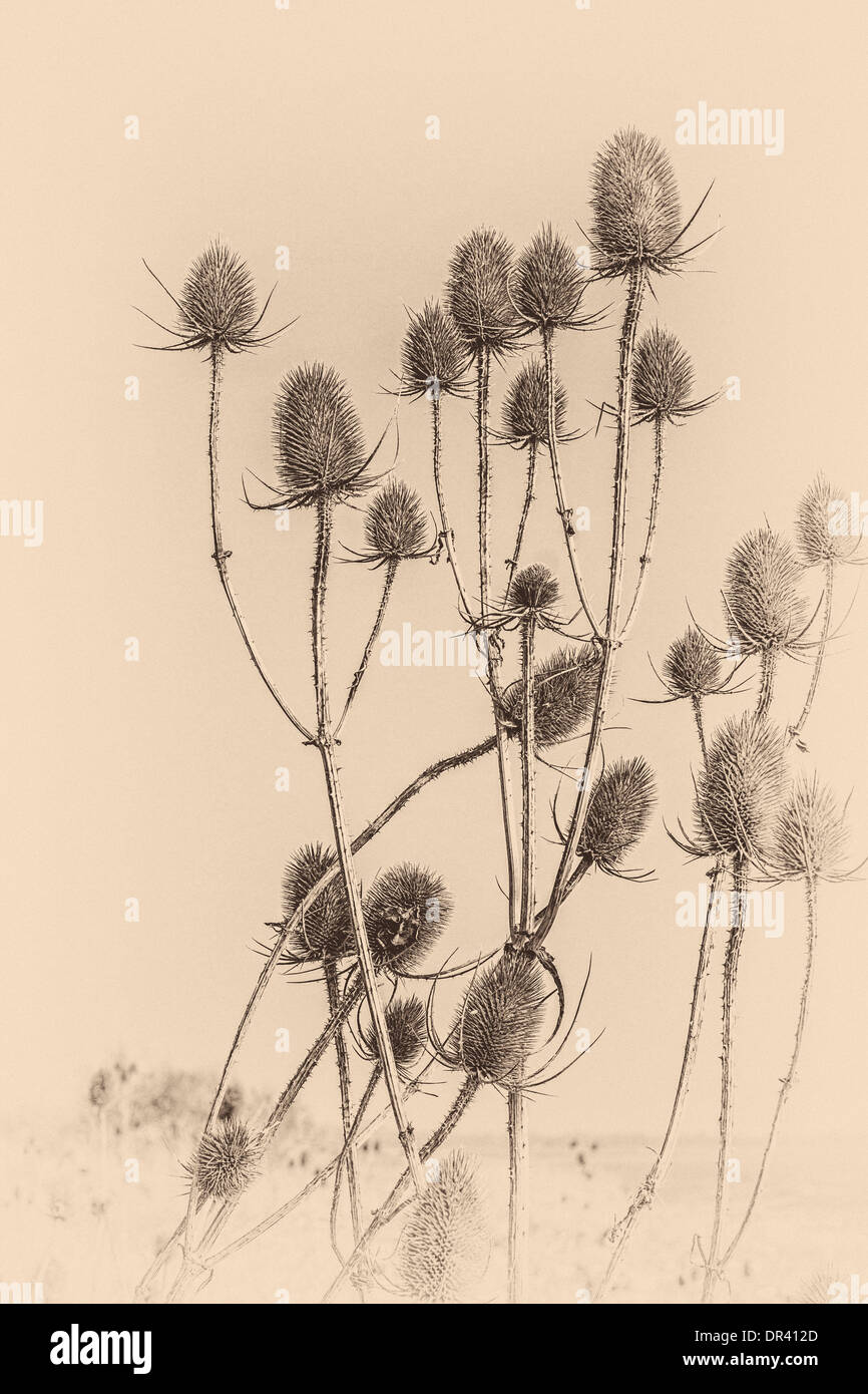 Sepia toned,  Plant, Wild teasel, Dipsacus fullonum, Seed heads Stock Photo