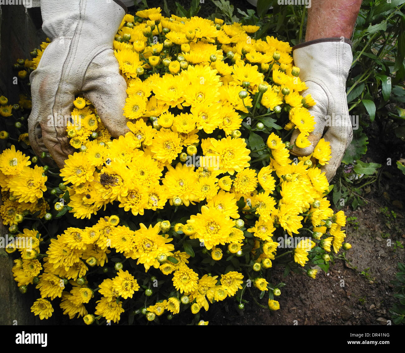 Mum plant hi-res stock photography and images - Alamy