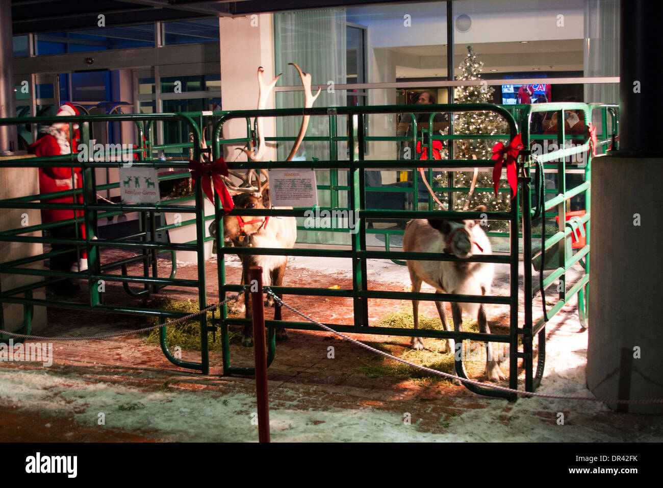 Reindeer outside Wisconsin hotel at Christmas Stock Photo