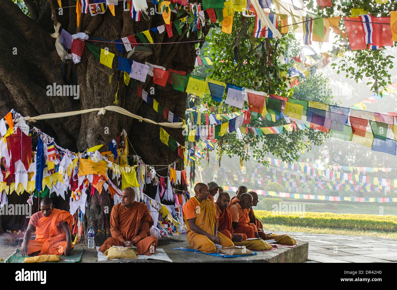 Munks Tree Monks sitting in front of the Bodhi Tree Stock Photo - Alamy