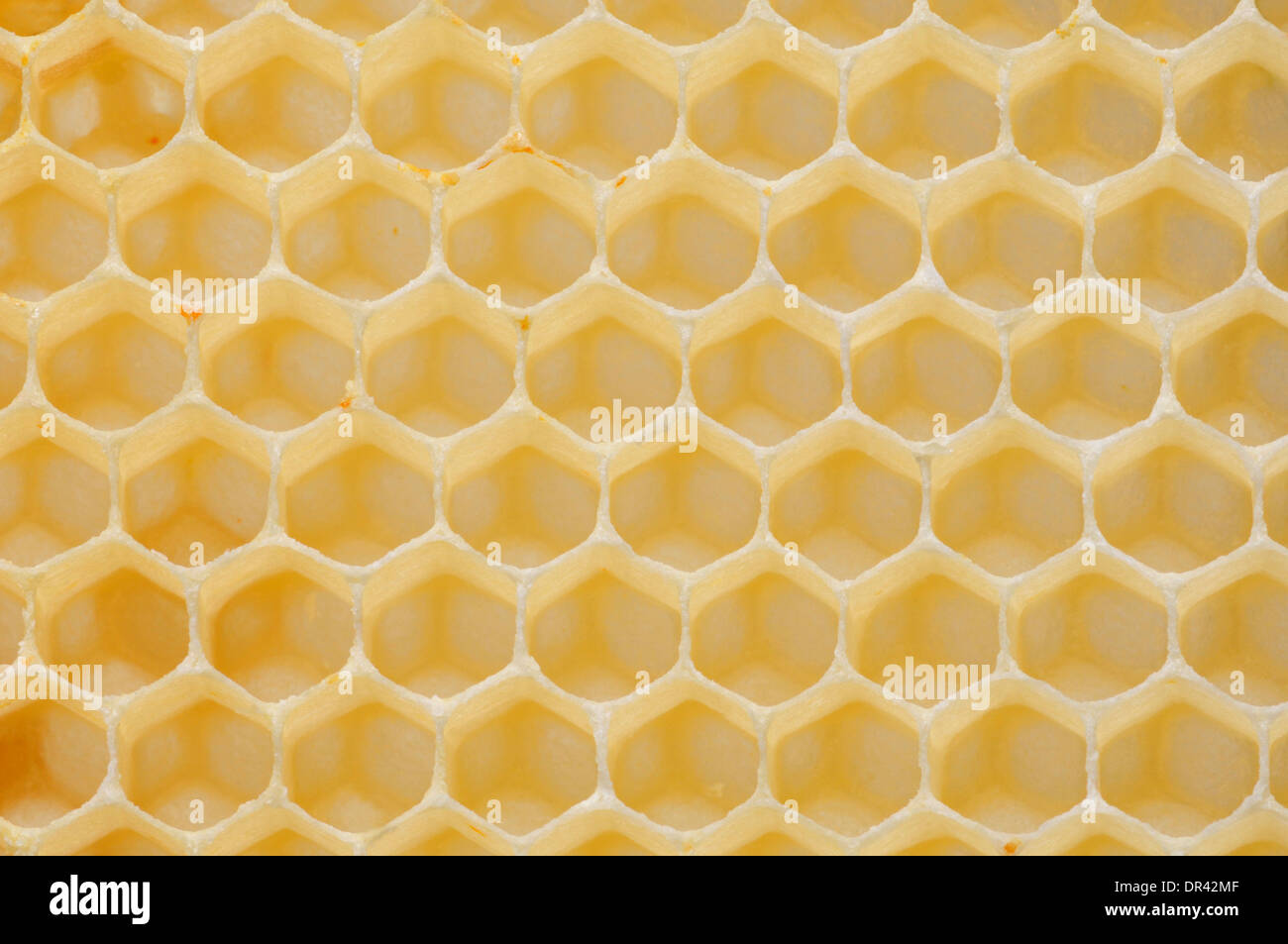 Wax honeycomb hexagonal cells, made by honeybees, Apis mellifera to store honey Stock Photo