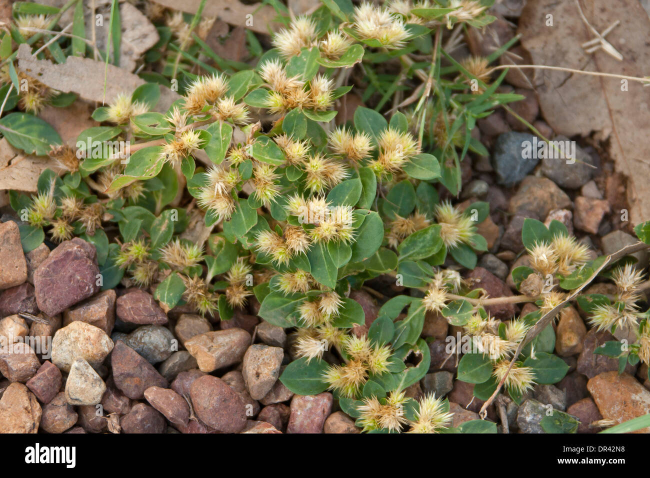 Clump of prickly weed species Bindii - Soliva pterosperma - showing seeds and leaves growing in Australian garden Stock Photo