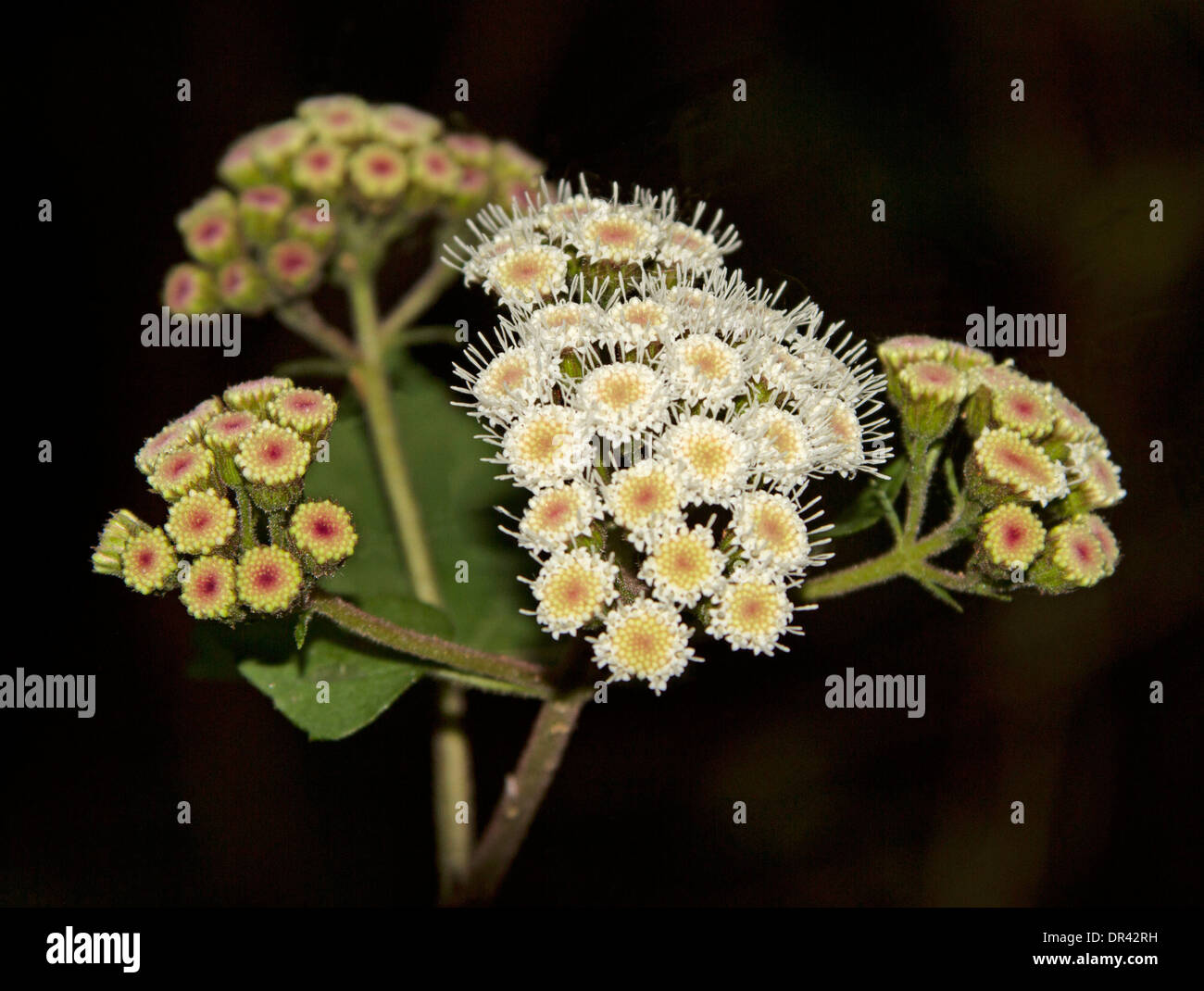 Cluster of flowers of Crofton weed, Ageratina adenophora, against dark background - in Nowendoc National Park NSW Australia Stock Photo