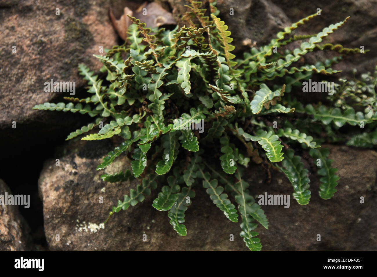 Rusty-back fern, Ceterach officinarum Stock Photo