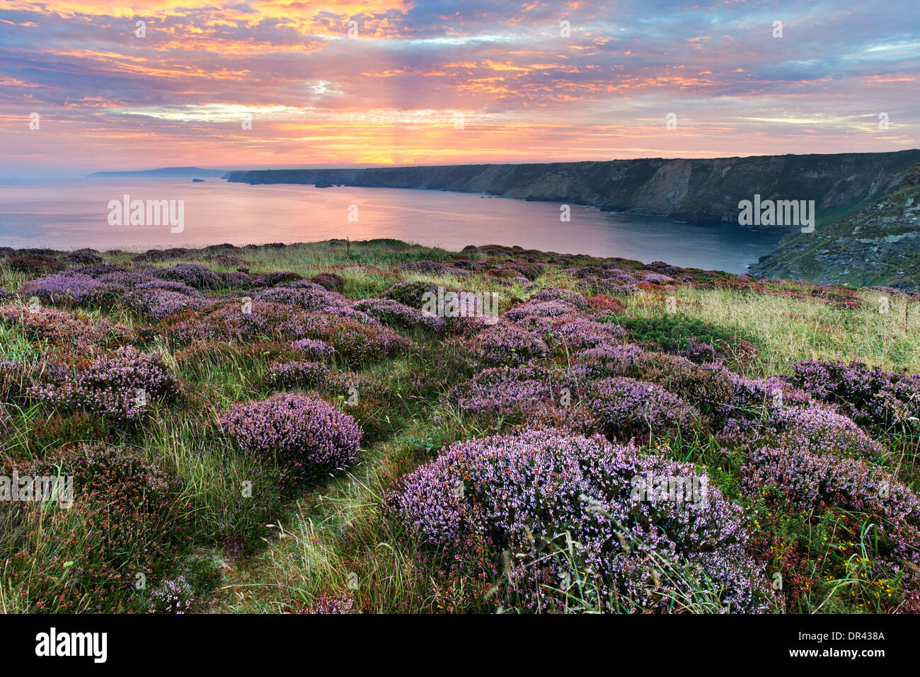 Heather growing on the clifftop at North Cliffs with the sun beginning to rise above the distant coastline Stock Photo