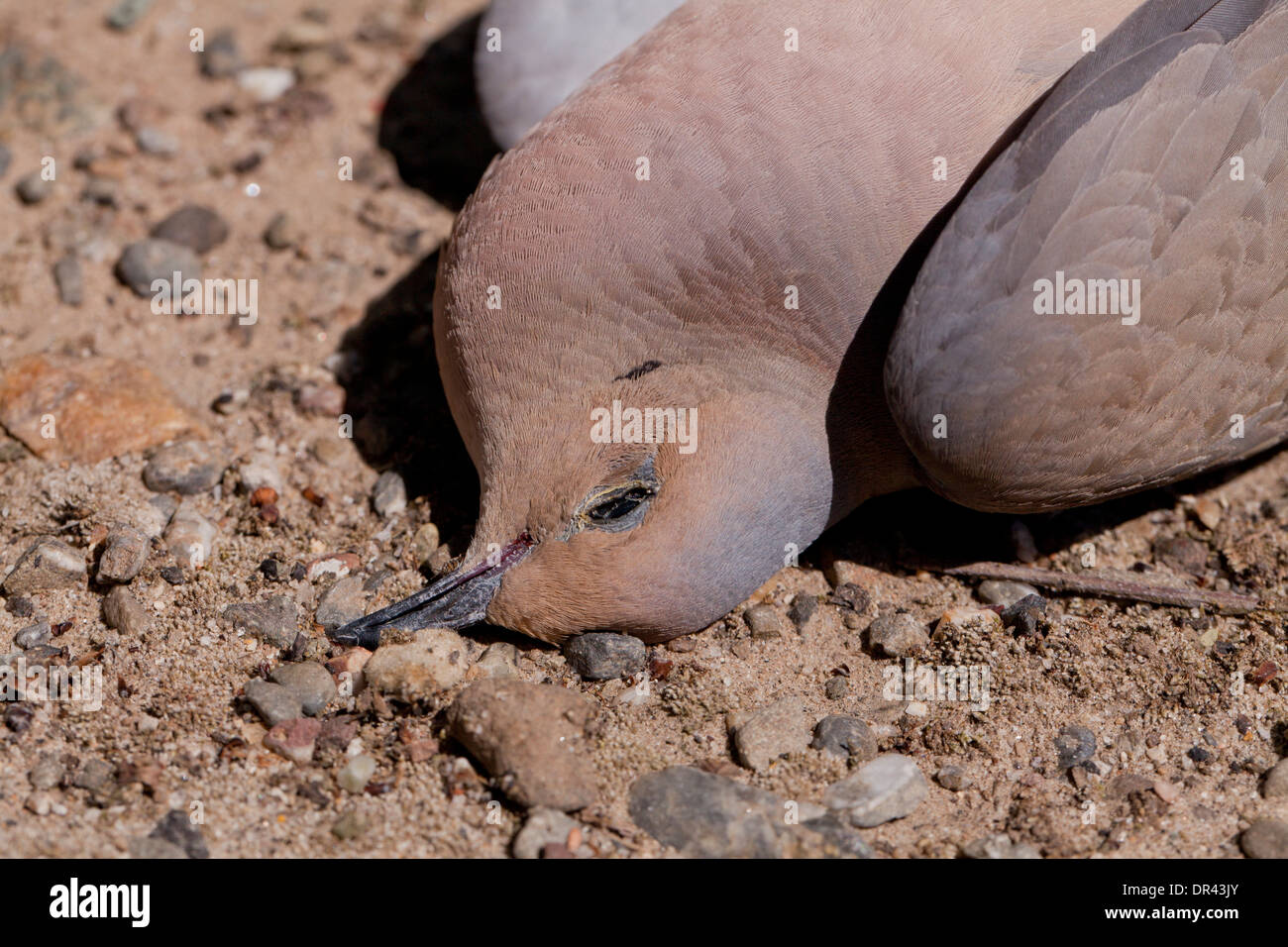 Dead Mourning dove (Zenaida macroura) on ground California USA Stock
