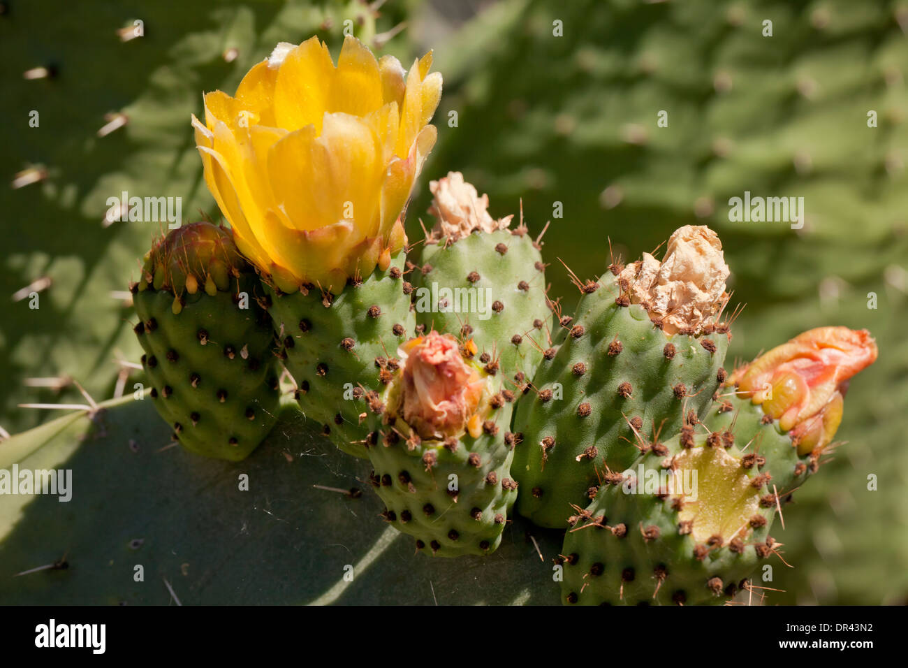 Prickly pear cactus (Opuntia erinacea) - California USA Stock Photo